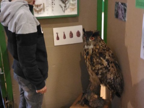 Městské muzeum v Mimoni