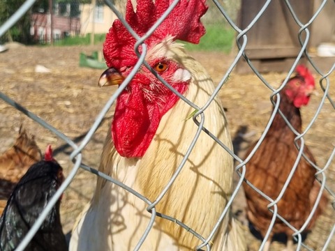 Výlet do Ekocentra Brniště - Užitková zvířátka 04.05.2023