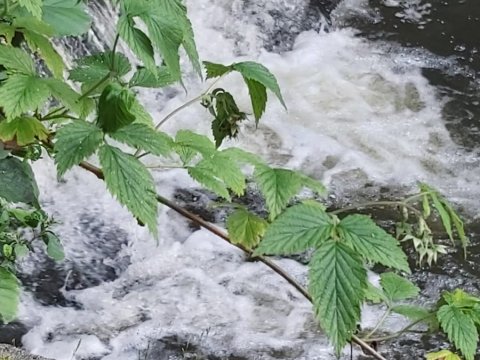 Třídní výlet třídy 6.A - stanování Velenice