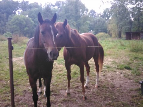 Obora ve Skalici