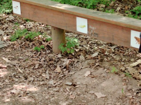Ekocentrum Brniště - Les 1.A