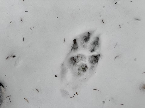 Projektový den - Zvířátka v zimě 03.02.2026