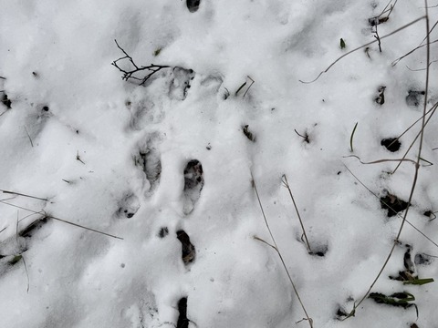 Projektový den - Zvířátka v zimě 03.02.2026